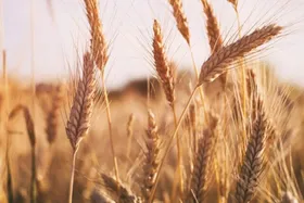گندم در مسیر قیمت جدید قرار گرفت + جزئیات