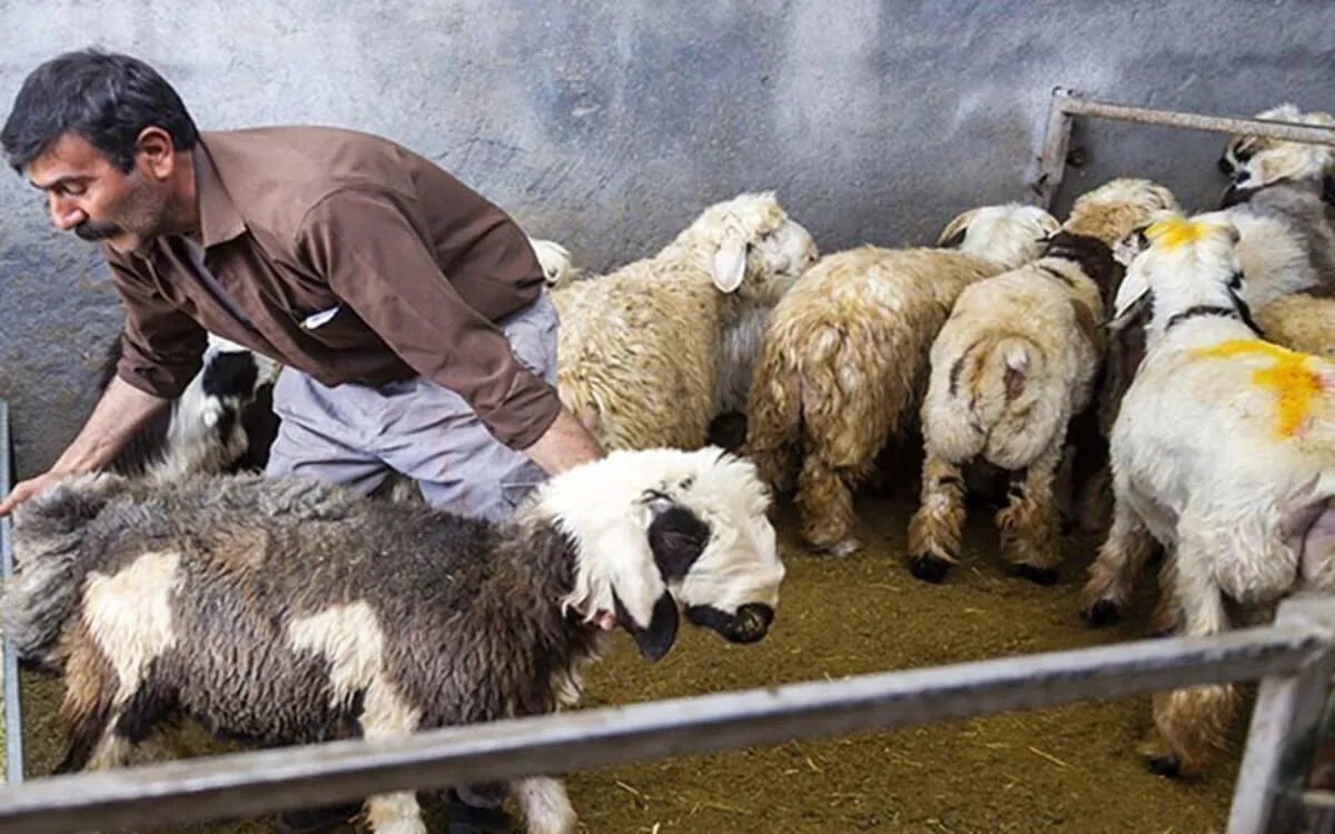 دام زنده چند؟ | یک خبر نگران‌کننده برای بازار گوشت (۷ اسفند ۱۴۰۲)