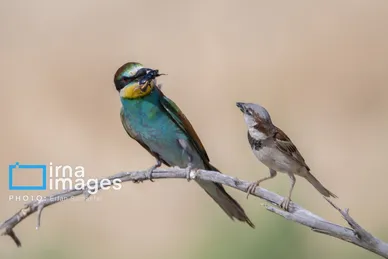 گزارش تصویری | دنیای پرندگان