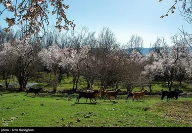 ایران زیباست | اندک اندک می‌رسد اینک بهار