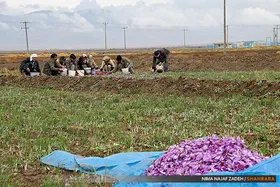 استقبال کشاورزان از خرید حمایتی زغفران/ امسال خرید بیش از ۵۲ تن زعفران در خراسان رضوی