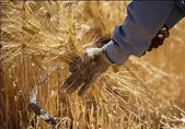 ۵۰ درصد مطالبات گندمکاران به‌زودی پرداخت می‌شود