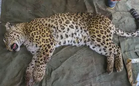 برای نجات یوزپلنگ آسیایی از خطر انقراض، آهسته برانید