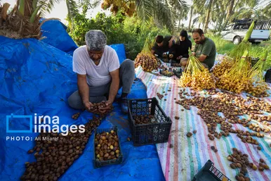 ایران زیباست | برداشت خرما از نخلستان های کارون