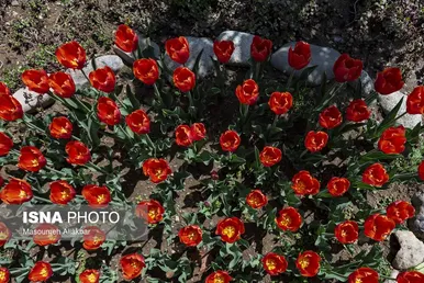 ایران زیباست | دهمین جشنواره لاله‌های کرج
