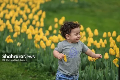 گزارش تصویری | جشنواره گل‌های لاله در مشهد