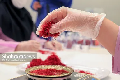 برداشت زعفران از مزارع تربت حیدریه