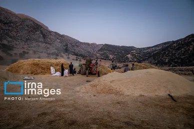 گزارش تصویری | فصل برداشت محصول عشایر بختیاری