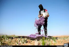 چرا قیمت زعفران کاهشی شد؟&nbsp;| یک درخواست از بورس