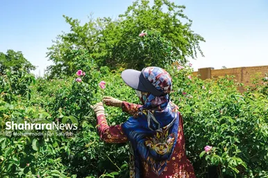 گزارش تصویری | برداشت گل محمدی از روستای فرخد «قمصر خراسان»