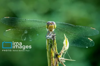 عکس‌هایی از دنیای شگفت انگیز حشرات