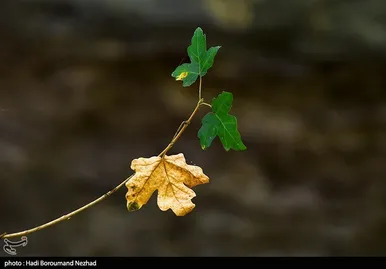 ایران زیباست | پاییز در ارسباران