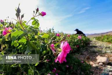 برداشت گل محمدی در کاشان