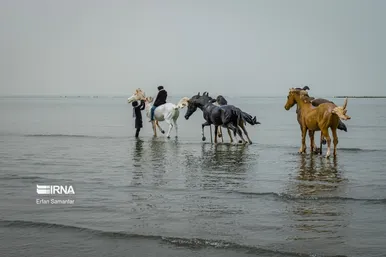 ایران زیباست | سواحل خلیج فارس