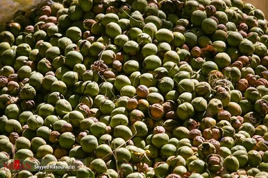 برداشت گردو در اطراف شهر درگز