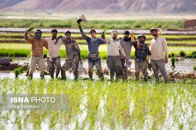 گزارش تصویری | رونق کشت برنج در حاشیه رودخانه قزل اوزن