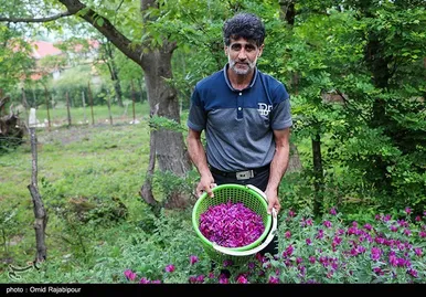ایران زیباست | برداشت گل گاو زبان در روستای سجیران گیلان