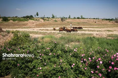 گزارش تصویری | برداشت گل محمدی در روستای فرخد