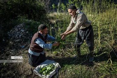 کشت و فرآوری توتون در گلستان