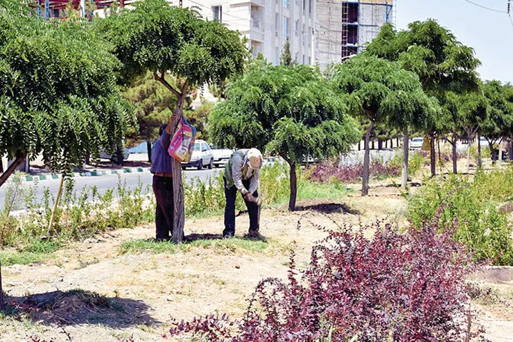 افزایش ۲۶۰ درصدی بودجه فضای سبز