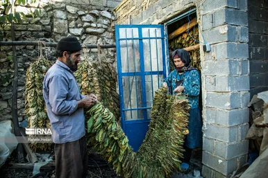 کشت و فرآوری توتون در گلستان