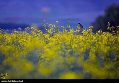 ایران زیباست | کشت کلزا در شهرستان سلسله - لرستان