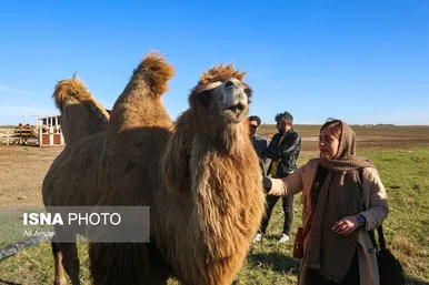 مزرعه شتر دوکوهانه در استان اردبیل