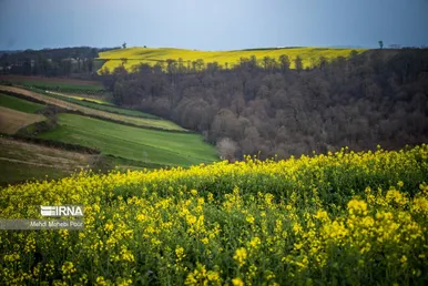 عکس‌هایی از مزارع کلزا