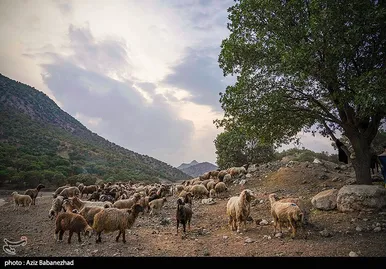 عبور عشایر از خرم آباد