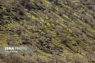 ایران زیباست | مخمل کوه در گستره زاگرس - لرستان