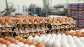 قیمت جدید تخم مرغ بسته&zwnj;بندی شده اعلام شد + سند