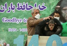 &laquo;باران&raquo; شامپانزه ایرانی در کنیا کشته شد