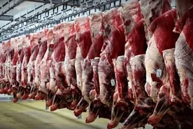 توزیع گوشت&zwnj; گوساله بسته&zwnj;بندی شده با قیمت ۹۹هزارتومان در مشهد