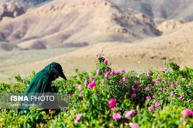 برداشت گل محمدی در کاشان