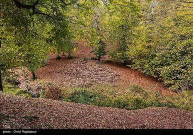 ایران زیباست؛ طبیعت پاییزی - گیلان