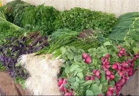 قیمت خیار و سبزی طی ۲۰ روز آینده در بازار کاهش می&zwnj;یابد