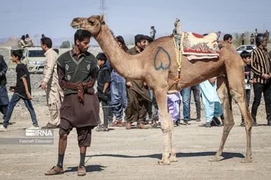 جشنواره شتر طلای بیابان