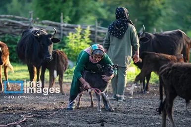 گزارش تصویری | زندگی در قلب جنگل های هیرکانی
