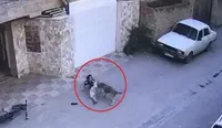 مرگ دختربچه نکایی پس از حمله دلخراش سگ ولگرد