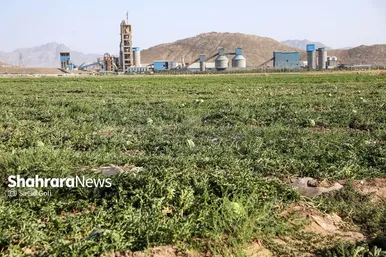 برداشت هندوانه در روستای گلسرا