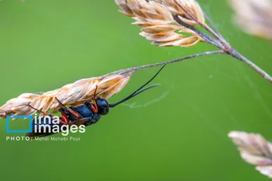 عکس‌هایی از دنیای شگفت انگیز حشرات