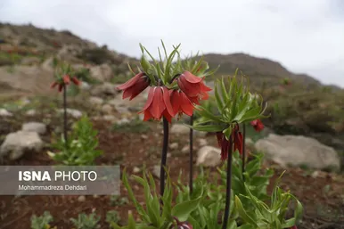 لاله‌ی «واژگون» و شاهنامه فردوسی