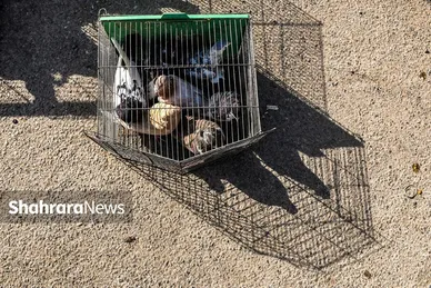 عکس‌هایی از جمعه‌بازار پرنده‌فروشان در شمال شرق مشهد