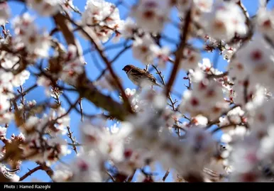 ایران زیباست | طبیعت بهاری ابهر