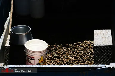 برداشت گردو در اطراف شهر درگز