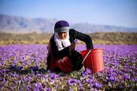 به‌روزرسانی اطلاعات حدود ۲۰ هزار زن فعال در عرصه کشاورزی در کشور
