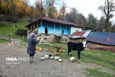 گزارش تصویری | دامداری سنتی گالش مِنزل - سوادکوه