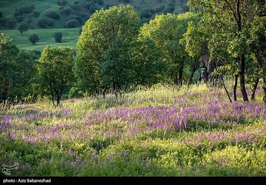 ایران زیباست | دشت گل‌های بنفش در شهرستان خرم آباد