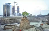 درختان ایستاده می‌میرند