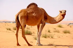 مصرف گوشت شتر نیازمند فرهنگ&zwnj;سازی است